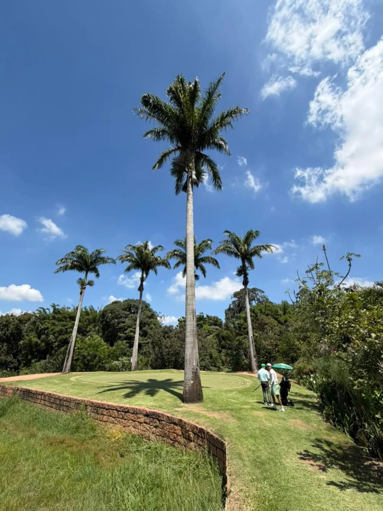 Green com palmeira imperial